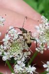 Pachytodes cerambyciformis
