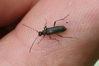Grammoptera ruficornis