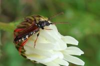 Stenopterus rufus