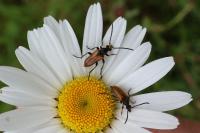 Pseudovadonia livida