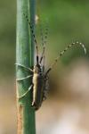 Agapanthia asphodeli