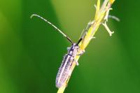 Agapanthia cardui