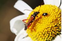 Stenopterus rufus