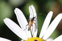 Stenurella melanura