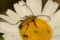 Stictoleptura fulva