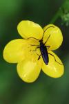 Rutpela nigra