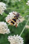Clytus arietis