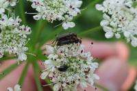 Grammoptera ruficornis