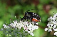 Rutpela nigra
