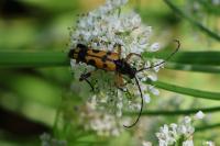 Rutpela maculata