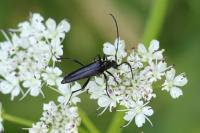 Rutpela nigra