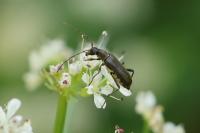 Grammoptera ruficornis