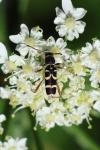 Clytus arietis