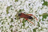 Stenopterus rufus