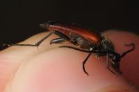 Stenurella bifasciata