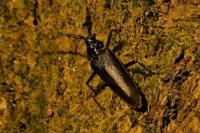 Cerambyx cerdo