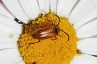 Pseudovadonia livida
