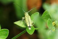 Saperda punctata