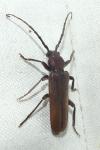 Arhopalus rusticus