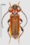 Phymatodes testaceus