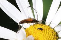 Stenurella melanura