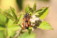 Stenopterus rufus