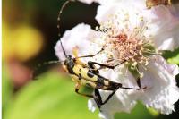 Rutpela maculata
