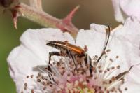 Stenurella melanura