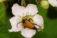 Stictoleptura fulva