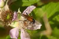 Stenurella melanura