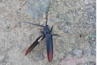 Cerambyx cerdo