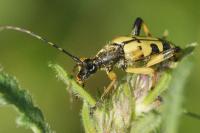 Rutpela maculata