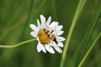 Rutpela maculata