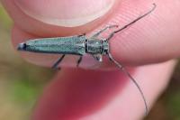 Opsilia coerulescens