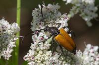 Stictoleptura fulva