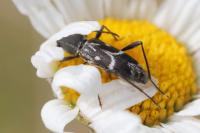 Chlorophorus sartor