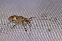 Mesosa nebulosa