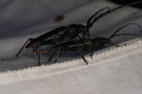 Cerambyx cerdo