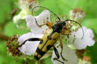 Rutpela maculata