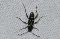 Xylotrechus antilope