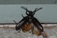 Prionus coriarius
