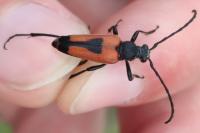 Stictoleptura cordigera