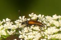 Stenurella melanura