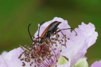 Stenurella melanura