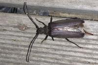 Aegosoma scabricorne