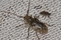 Mesosa nebulosa