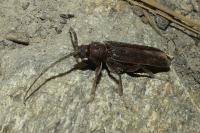 Arhopalus rusticus