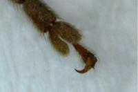Arhopalus rusticus