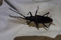 Cerambyx cerdo