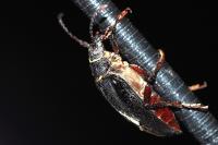 Prionus coriarius